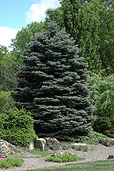 Fat Albert Blue Spruce (Picea pungens 'Fat Albert') at The Mustard Seed