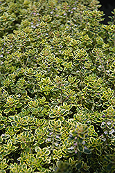 Lemon Thyme (Thymus x citriodorus) at The Mustard Seed