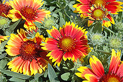 Arizona Sun Blanket Flower (Gaillardia x grandiflora 'Arizona Sun') at The Mustard Seed