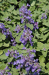 Little Titch Catmint (Nepeta racemosa 'Little Titch') at The Mustard Seed