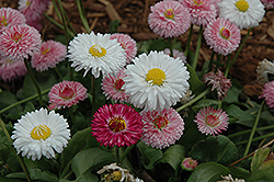 Bright Carpet Mix English Daisy (Bellis perennis 'Bright Carpet Mix') at The Mustard Seed