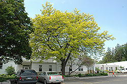 Sunburst Honeylocust (Gleditsia triacanthos 'Suncole') at The Mustard Seed
