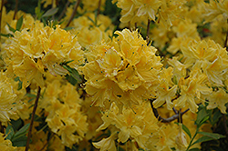 Lemon Lights Azalea (Rhododendron 'Lemon Lights') at The Mustard Seed