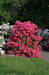Rosy Lights Azalea (Rhododendron 'Rosy Lights') at The Mustard Seed
