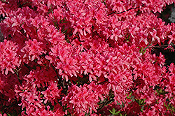 Rosy Lights Azalea (Rhododendron 'Rosy Lights') at The Mustard Seed