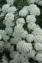 Renaissance Spirea (Spiraea x vanhouttei 'Renaissance') at The Mustard Seed