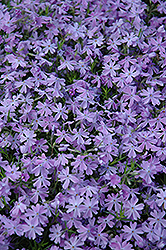 Emerald Blue Moss Phlox (Phlox subulata 'Emerald Blue') at The Mustard Seed