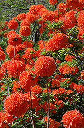 Mandarin Lights Azalea (Rhododendron 'Mandarin Lights') at The Mustard Seed