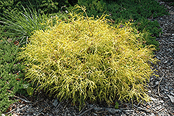 Golden Charm Falsecypress (Chamaecyparis pisifera 'Golden Charm') at The Mustard Seed