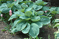Elegans Hosta (Hosta sieboldiana 'Elegans') at The Mustard Seed