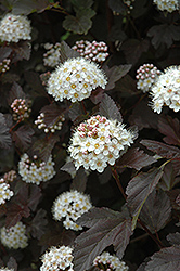 Diablo Ninebark (Physocarpus opulifolius 'Monlo') at The Mustard Seed