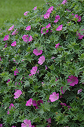 Bloody Cranesbill (Geranium sanguineum) at The Mustard Seed