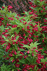 Red Prince Weigela (Weigela florida 'Red Prince') at The Mustard Seed
