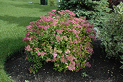 Goldflame Spirea (Spiraea x bumalda 'Goldflame') at The Mustard Seed