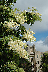 Ivory Silk Japanese Tree Lilac (Syringa reticulata 'Ivory Silk') at The Mustard Seed