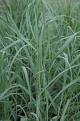 Heavy Metal Blue Switch Grass (Panicum virgatum 'Heavy Metal') at The Mustard Seed