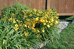 Stella de Oro Daylily (Hemerocallis 'Stella de Oro') at The Mustard Seed