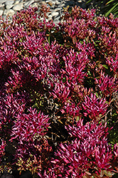 Dragon's Blood Stonecrop (Sedum spurium) at The Mustard Seed