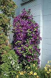 Jackmanii Superba Clematis (Clematis 'Jackmanii Superba') at The Mustard Seed