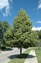 Greenspire Linden (Tilia cordata 'Greenspire') at The Mustard Seed