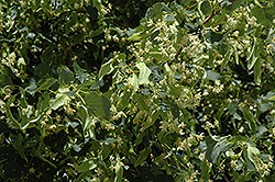 Greenspire Linden (Tilia cordata 'Greenspire') at The Mustard Seed