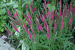 Red Fox Speedwell (Veronica spicata 'Red Fox') at The Mustard Seed