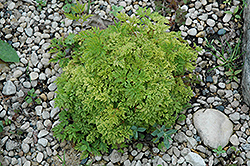 Dwarf Goatsbeard (Aruncus aethusifolius) at The Mustard Seed