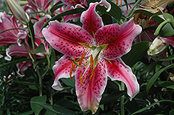 Stargazer Lily (Lilium 'Stargazer') at The Mustard Seed