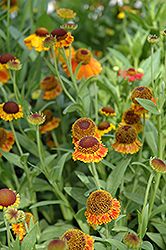 Mardi Gras Sneezeweed (Helenium 'Mardi Gras') at The Mustard Seed