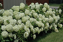 Annabelle Hydrangea (Hydrangea arborescens 'Annabelle') at The Mustard Seed