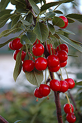 Evans Bali Cherry (Prunus 'Evans') at The Mustard Seed