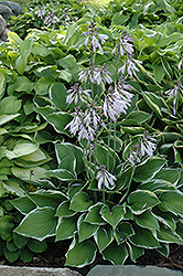 Gold-Variegated Mountain Hosta (Hosta montana 'Aureomarginata') at The Mustard Seed