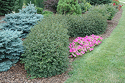 Green Mound Alpine Currant (Ribes alpinum 'Green Mound') at The Mustard Seed
