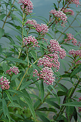 Swamp Milkweed (Asclepias incarnata) at The Mustard Seed