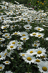 Becky Shasta Daisy (Leucanthemum x superbum 'Becky') at The Mustard Seed