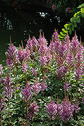 Dwarf Chinese Astilbe (Astilbe chinensis 'Pumila') at The Mustard Seed