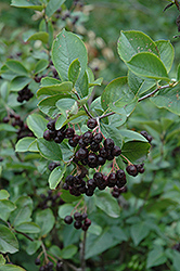 Black Chokeberry (Aronia melanocarpa var. elata) at The Mustard Seed