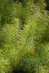 Narrow-Leaf Blue Star (Amsonia hubrichtii) at The Mustard Seed