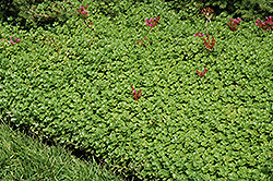 John Creech Stonecrop (Sedum spurium 'John Creech') at The Mustard Seed