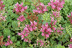 John Creech Stonecrop (Sedum spurium 'John Creech') at The Mustard Seed