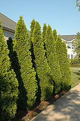 Emerald Green Arborvitae (Thuja occidentalis 'Smaragd') at The Mustard Seed
