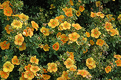 Mango Tango Potentilla (Potentilla fruticosa 'Mango Tango') at The Mustard Seed