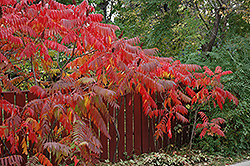 Staghorn Sumac (Rhus typhina) at The Mustard Seed