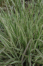 Variegated Reed Grass (Calamagrostis x acutiflora 'Overdam') at The Mustard Seed