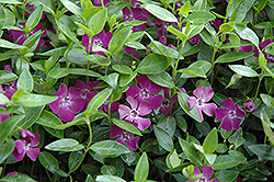 Wine Periwinkle (Vinca minor 'Atropurpurea') at The Mustard Seed