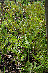 Sensitive Fern (Onoclea sensibilis) at The Mustard Seed