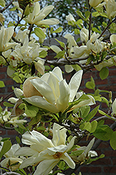Elizabeth Magnolia (Magnolia 'Elizabeth') at The Mustard Seed