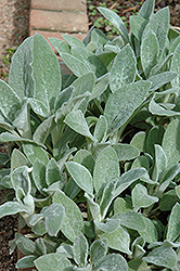 Helene Von Stein Lamb's Ears (Stachys byzantina 'Helene Von Stein') at The Mustard Seed