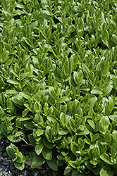 Solomon's Seal (Polygonatum humile) at The Mustard Seed