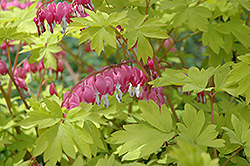 Gold Heart Bleeding Heart (Dicentra spectabilis 'Gold Heart') at The Mustard Seed